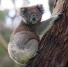 147px-koala_climbing_tree