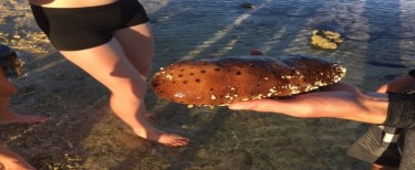 sea-cucumber